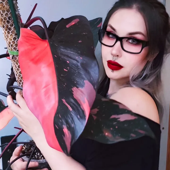 blackvortexplants