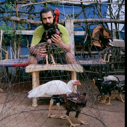 Aseel Empire Tv (GB) Farm☑️