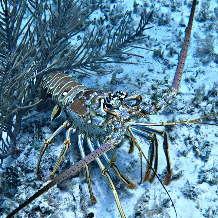 Lobster Catchers Mx