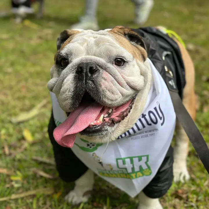 pepe_bulldog_peru
