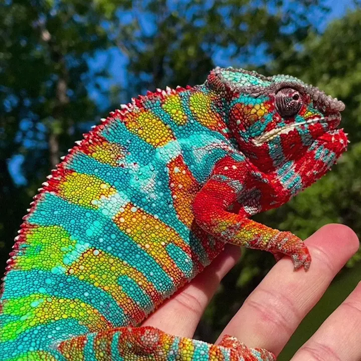 NATURALEZA DEL PLANETA 🌍