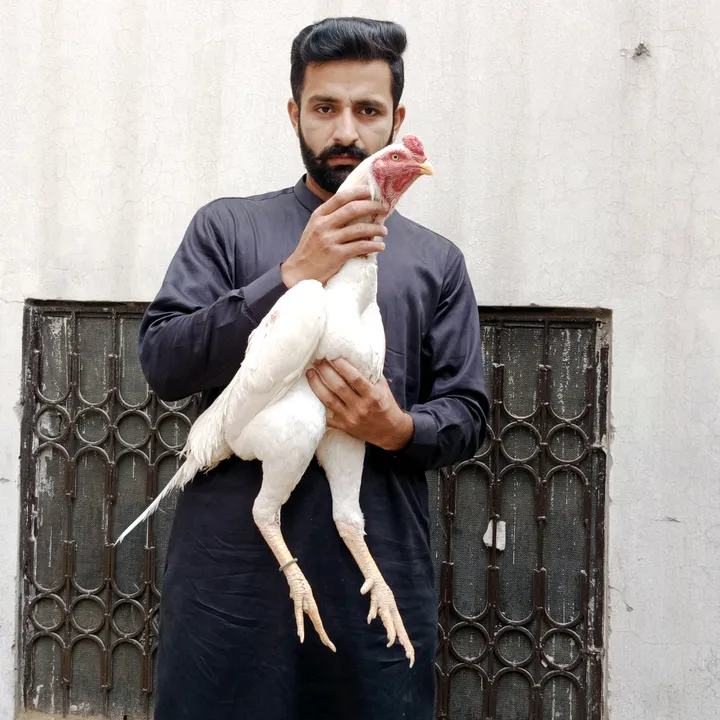 Rajpootaseelfarm01