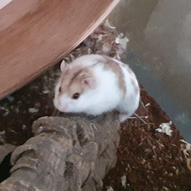 nozzle.the.hamster