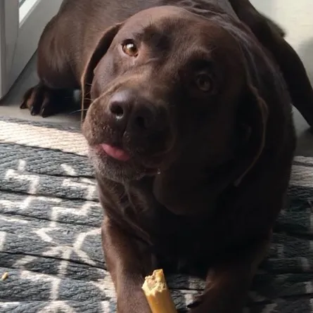 Z A R A H 🐶🥥🌴🎀🌺✨