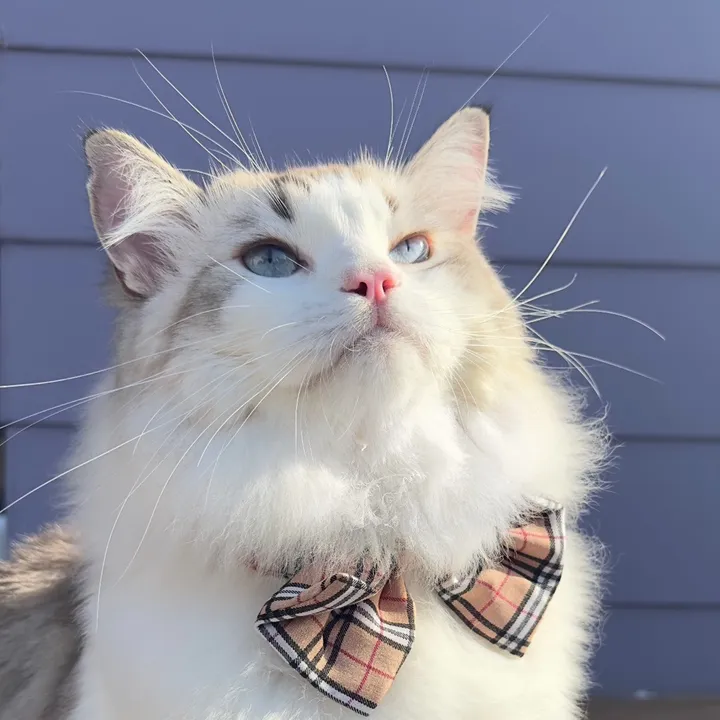 Mr.DarcyRagdoll