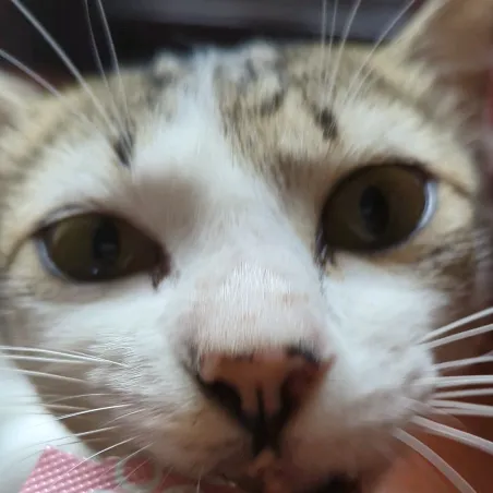 TikPet Care