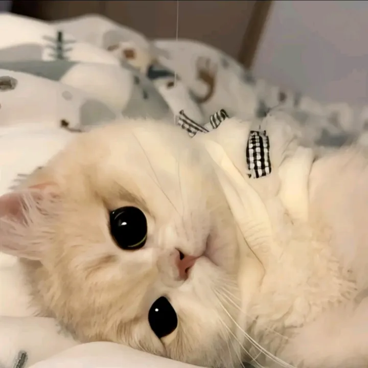 𝑴𝒓𝒔_𝑪𝒂𝒕