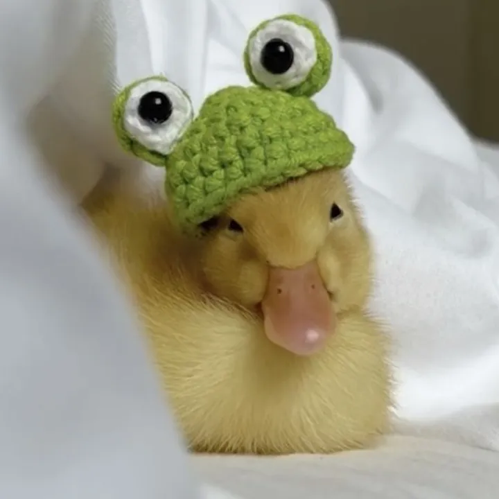 Nv ᵕ̈