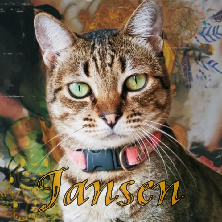 JANSEN MODS
