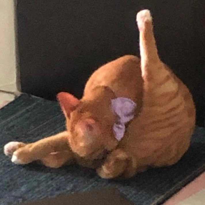 🐱