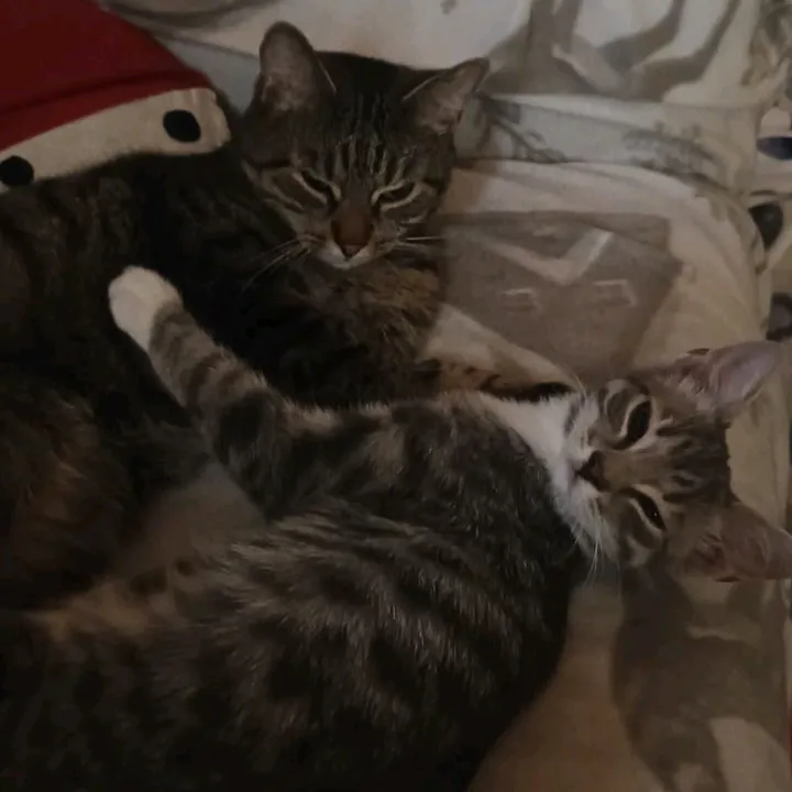 Lenni & Myrsky the Tiger Boys