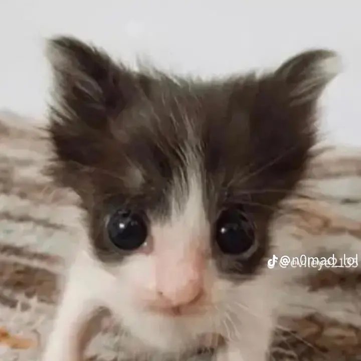 ᓚᘏᗢ