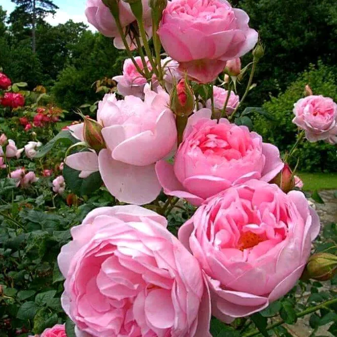 AASIF RAZA