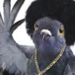HypePigeon