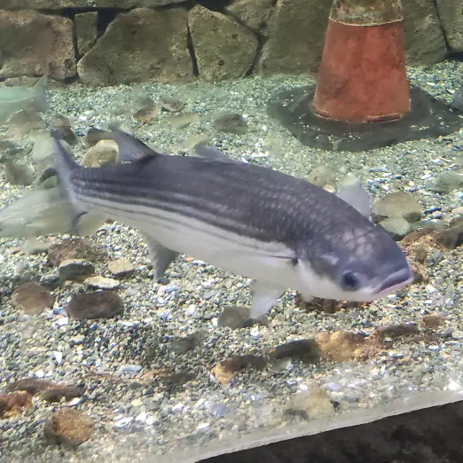 fish of the week guy