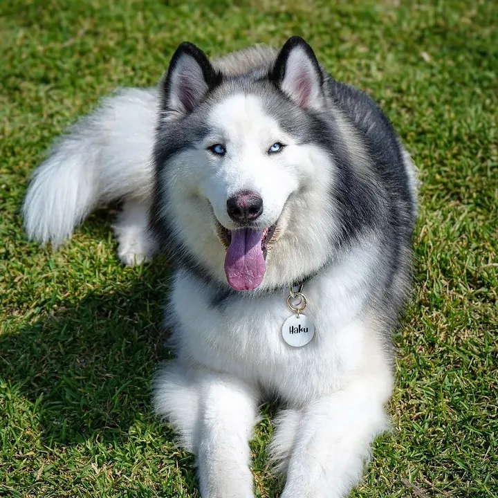 Haku.elpeluchon