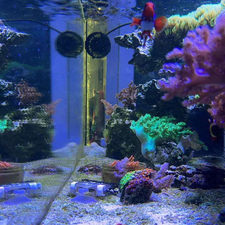 ReefGuy22