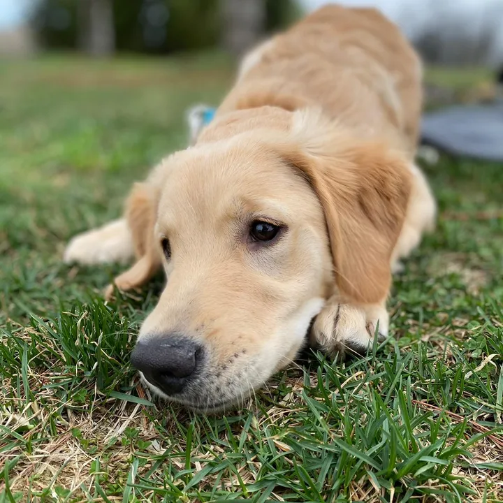 The Golden Ellie
