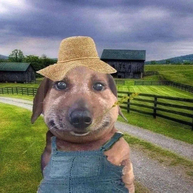 дивок
