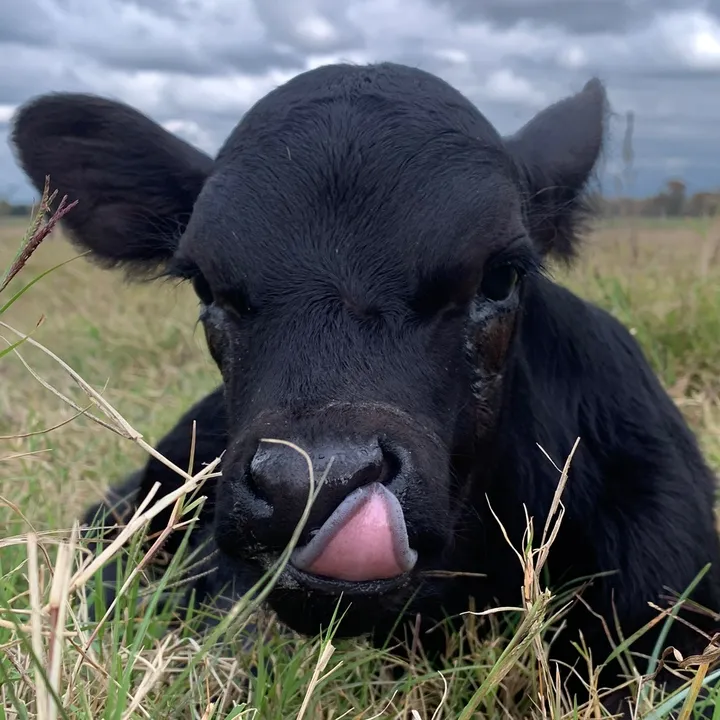 bb.angus.cattle.kemp