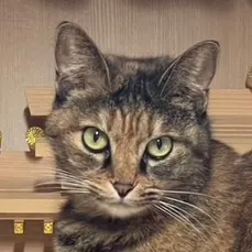 【猫と笛】あほりちんゆー
