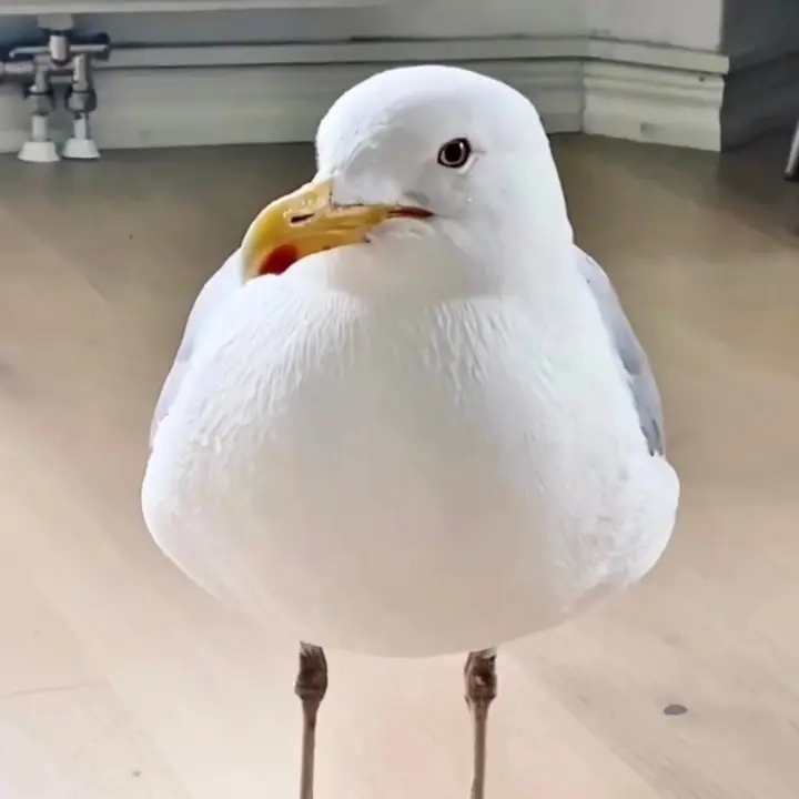 Winston gull