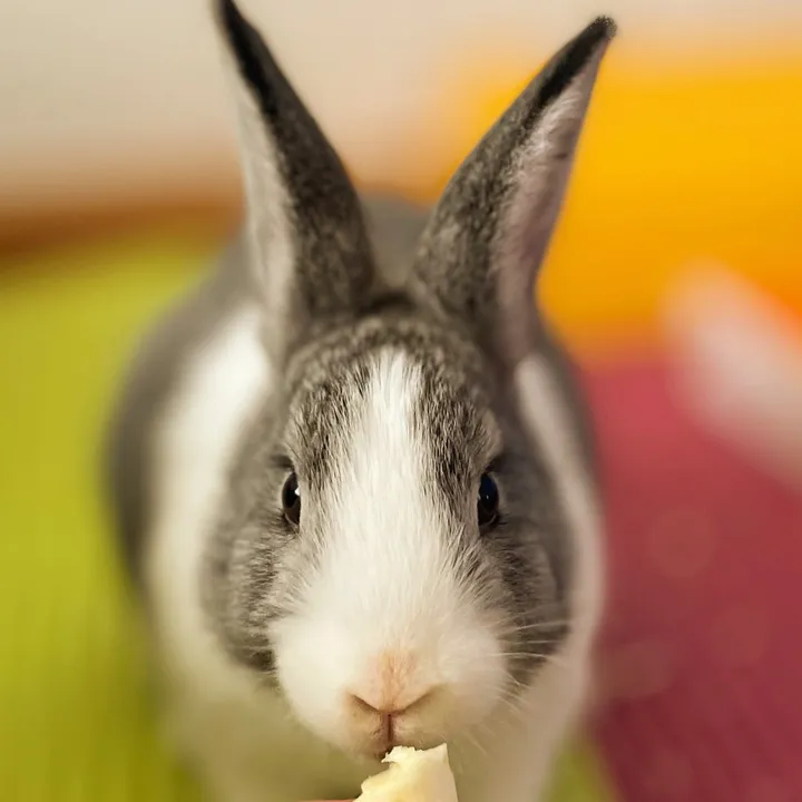 Fliegendehollaenderhasen