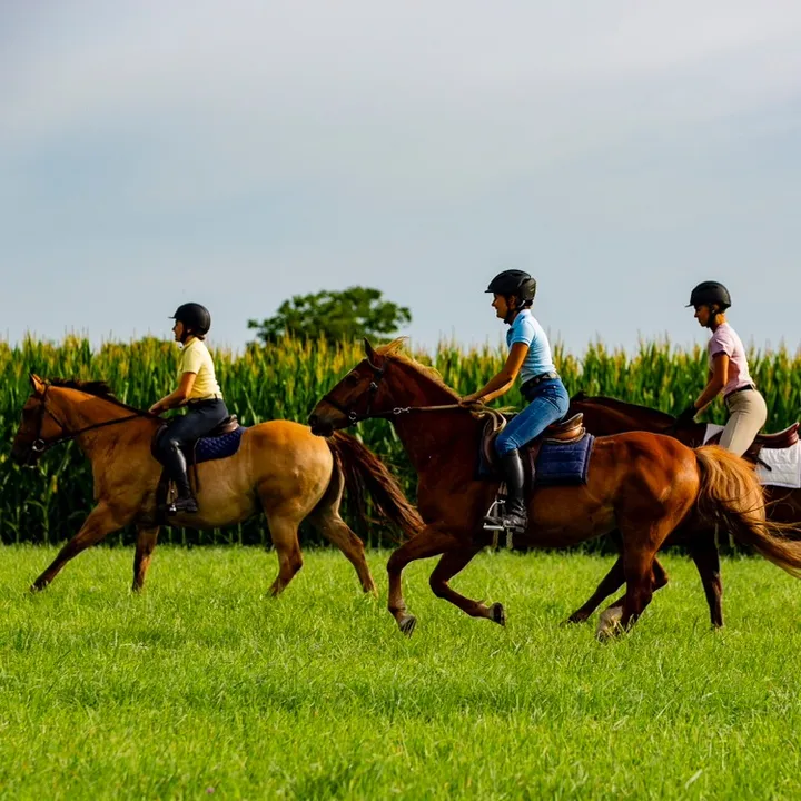 HorseClass