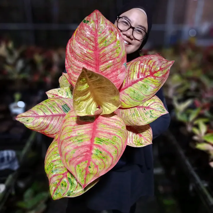 Gardenia House Plant 🍃