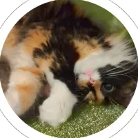 The Cutest Cat Ever