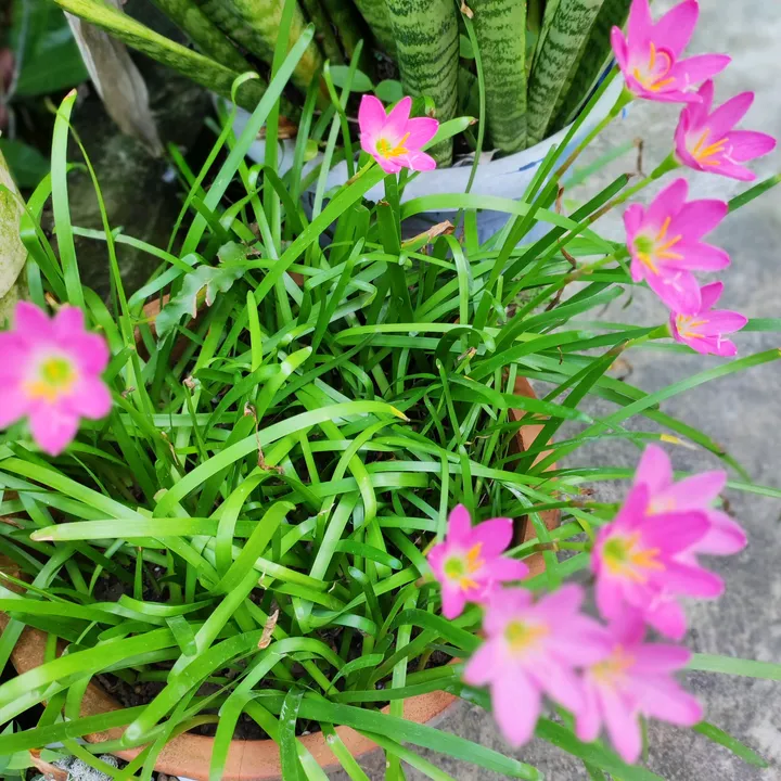 VẠN SỰ NHƯ Ý