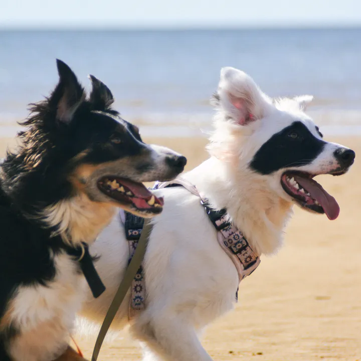 Casper & The Friendly Ghost