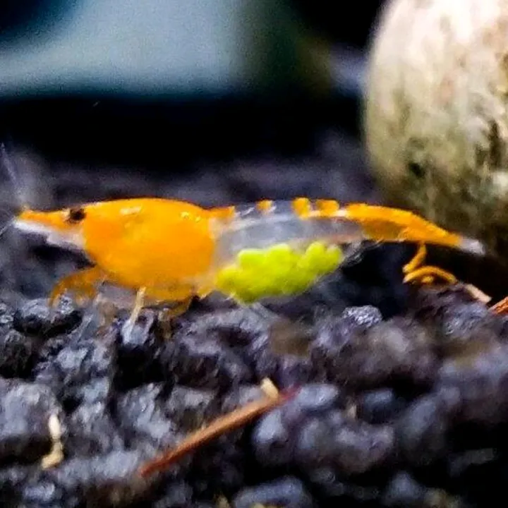Juanjo Gambasdeacuario