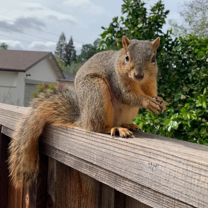 🔆The_Wild_Wanderer🔆