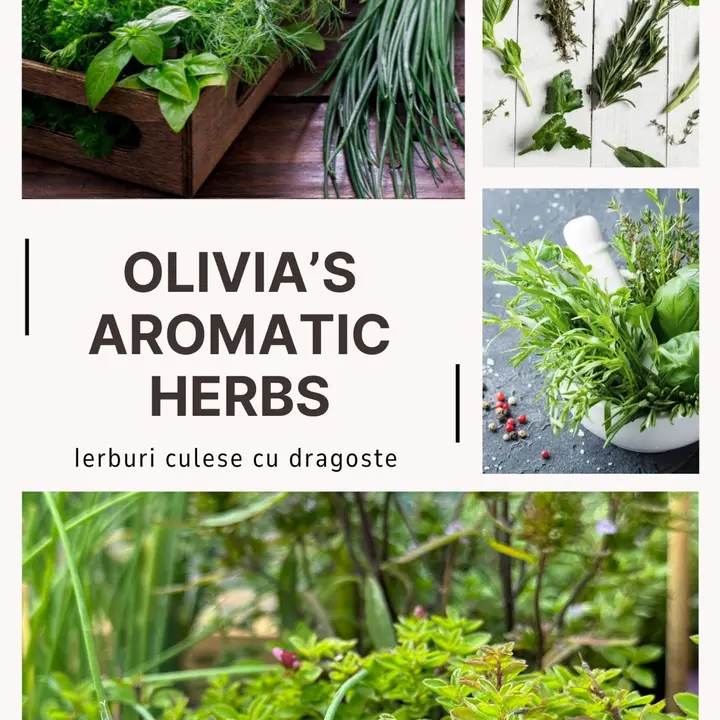 Olivia’s aromatic herbs 🌿