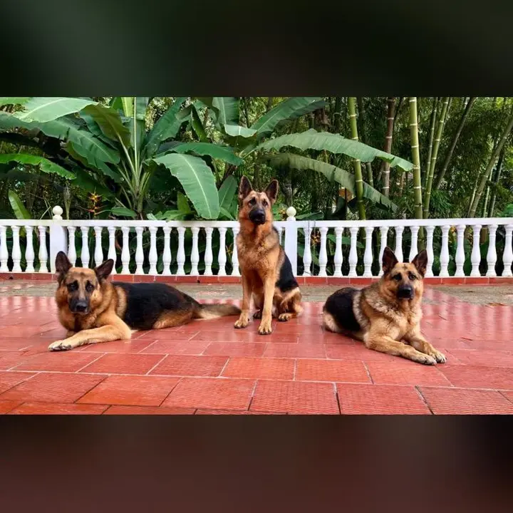 Manada de 4 ovejeros