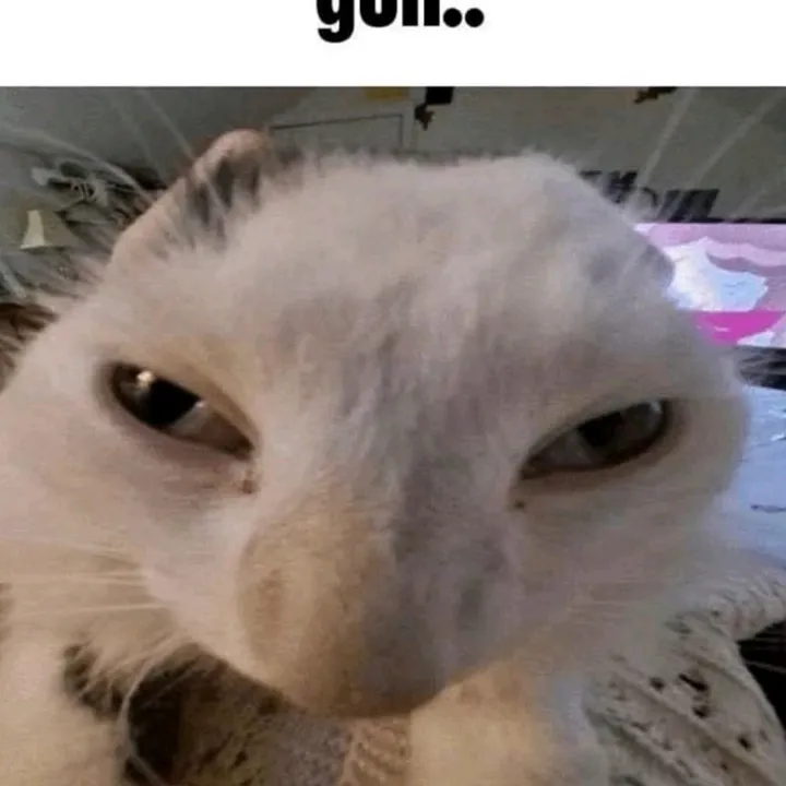 Ovejo