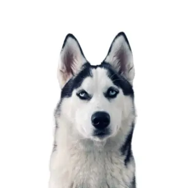 Zaiko the husky