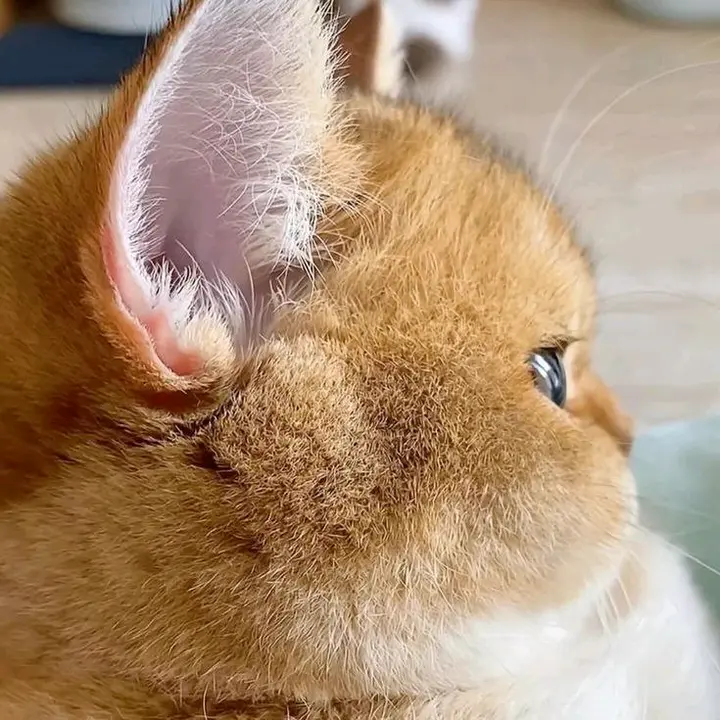 Soso caty