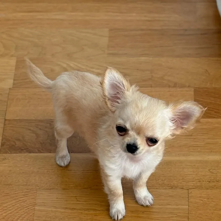 Luna the chihuahua