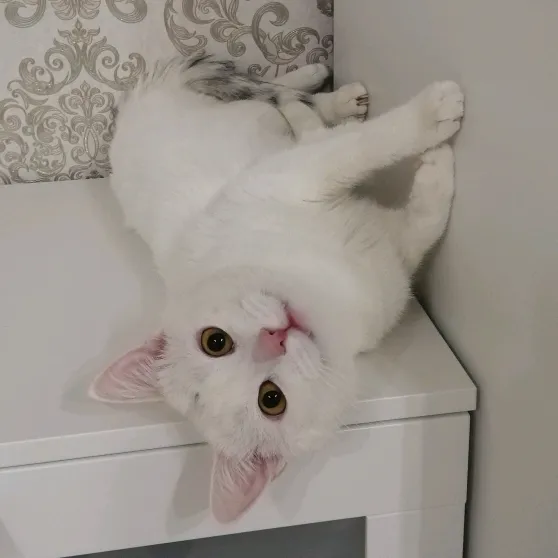 Max
