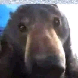 jimbo
