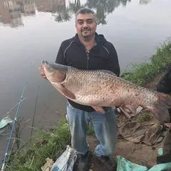 mahmoud mohamed shehata