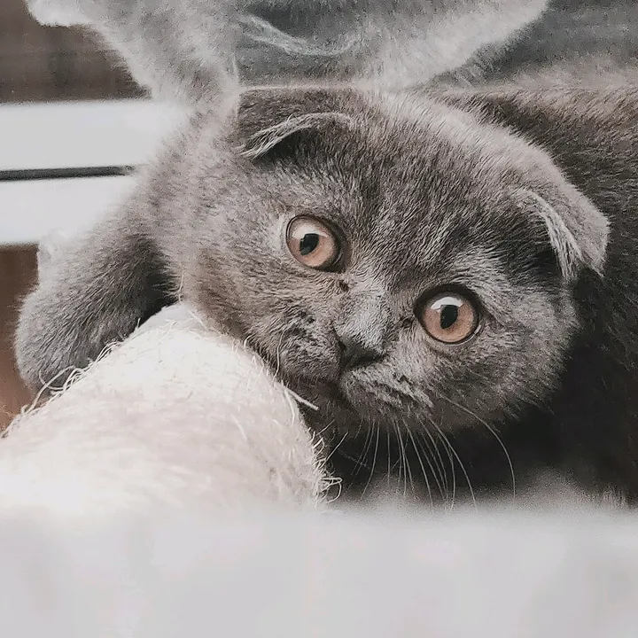 Mylo