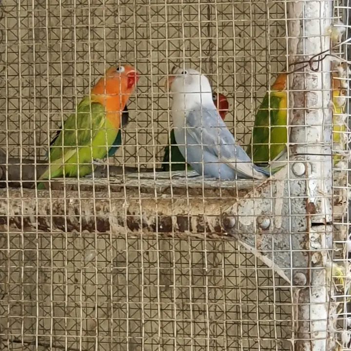 MNC Aviary