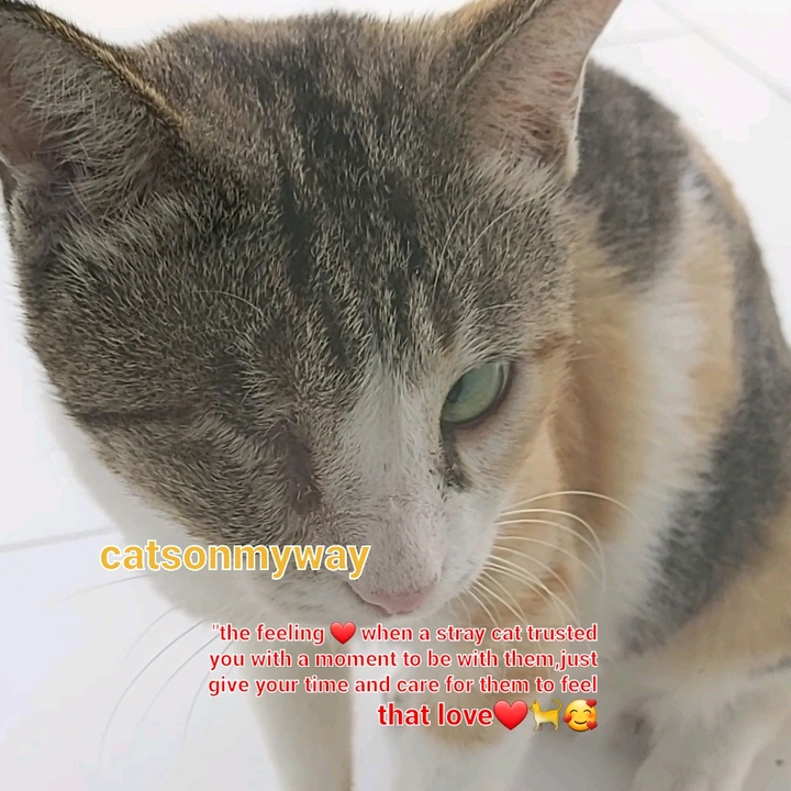 catsonmyway