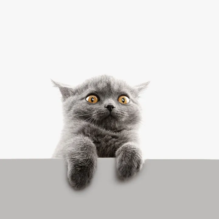 Sang Kucing