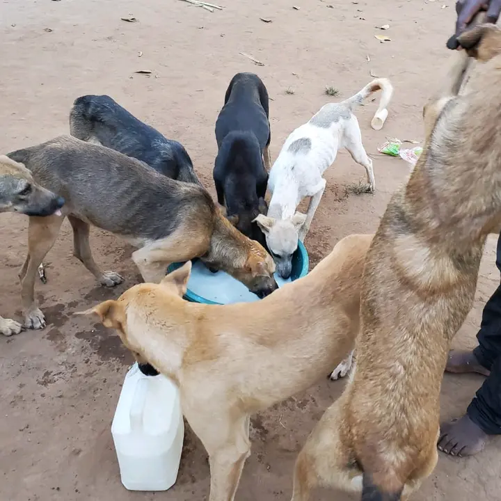 dogrescue ug
