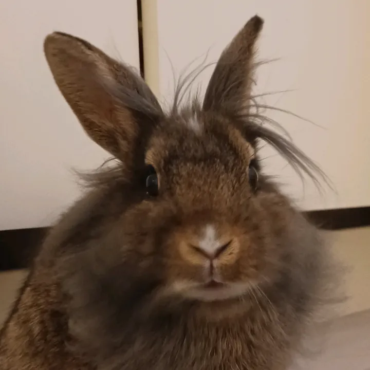 Ozzy❤️
