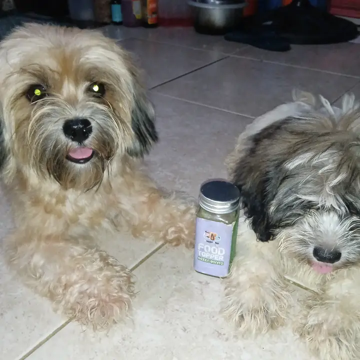 Molly & teddy the shitzhu pood